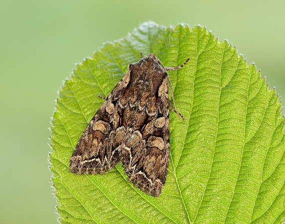 73.264 BF215 Pale-shouldered Brocade Lacanobia thalassina