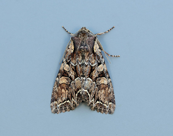 73.264 BF215 Pale-shouldered Brocade Lacanobia thalassina