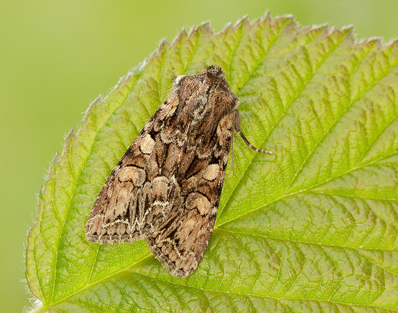 73.264 BF215 Pale-shouldered Brocade Lacanobia thalassina
