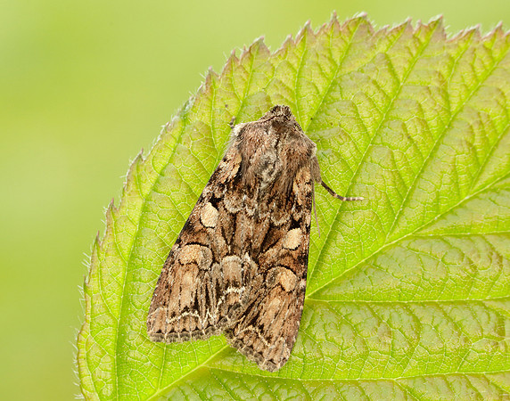 73.264 BF215 Pale-shouldered Brocade Lacanobia thalassina