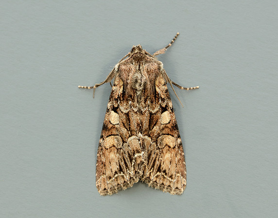 73.264 BF215 Pale-shouldered Brocade Lacanobia thalassina