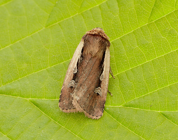 73.329 BF2102 Flame Shoulder Ochropleura plecta