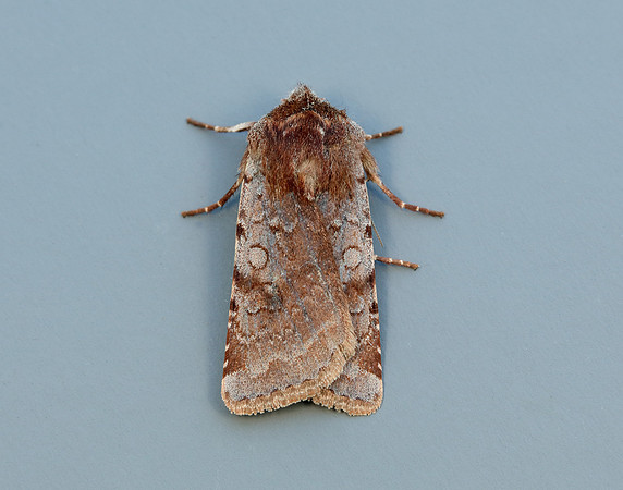 73.336 BF2139 Red Chestnut Cerastis rubricosa