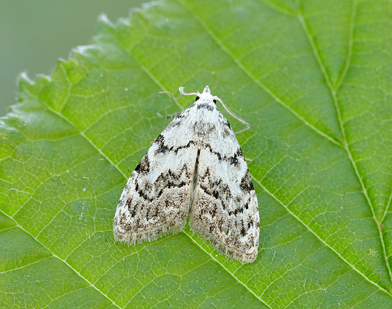 74.004 BF2078 Least Black Arches Nola confusalis