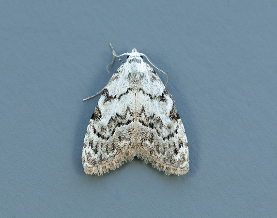 74.004 BF2078 Least Black Arches Nola confusalis