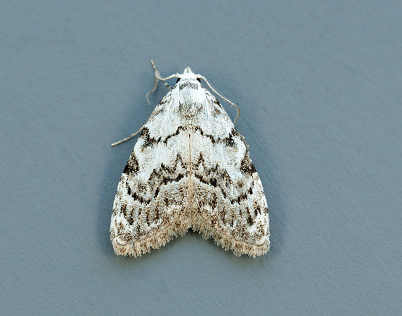 74.004 BF2078 Least Black Arches Nola confusalis
