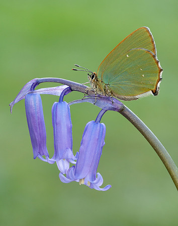 Green Hairstreak Callophrys rubi