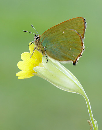 Green Hairstreak Callophrys rubi