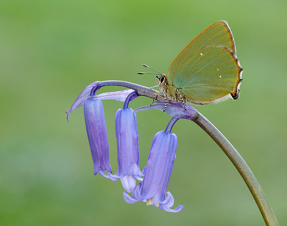 Green Hairstreak Callophrys rubi