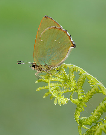 Green Hairstreak Callophrys rubi