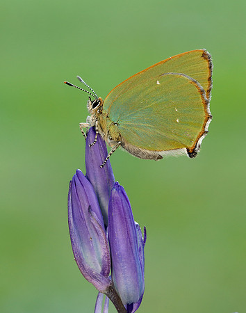 Green Hairstreak Callophrys rubi