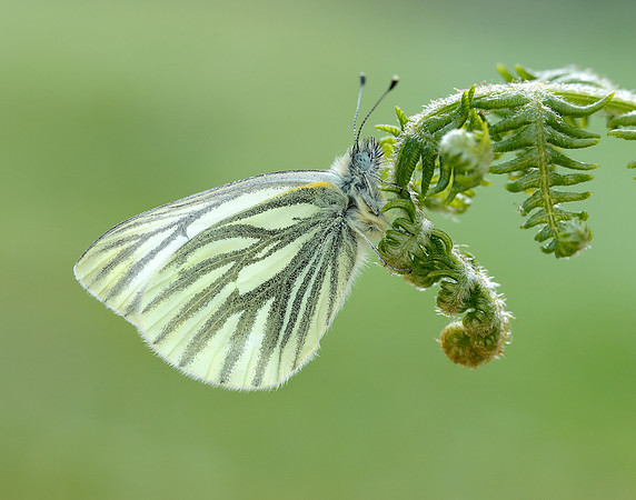 Green-veined White Pieris napi