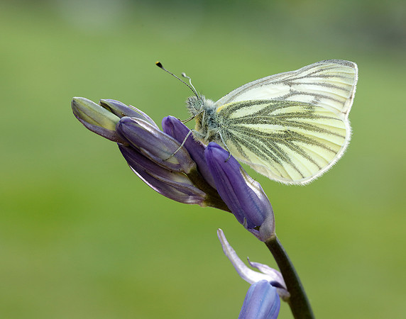 Green-veined White Pieris napi