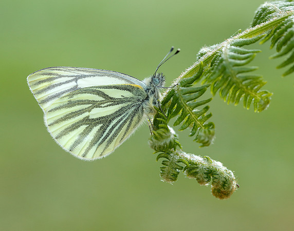 Green-veined White Pieris napi