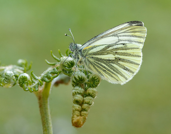 Green-veined White Pieris napi