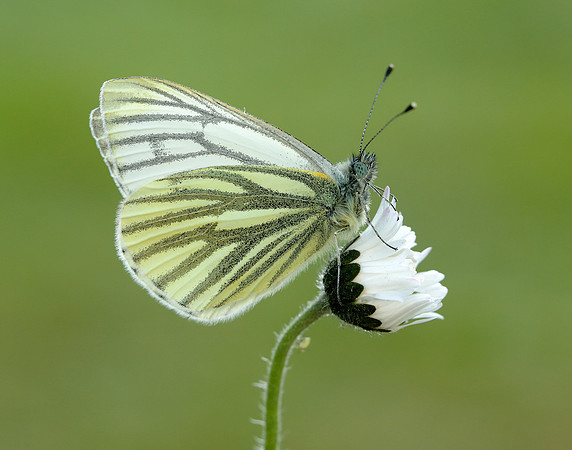 Green-veined White Pieris napi