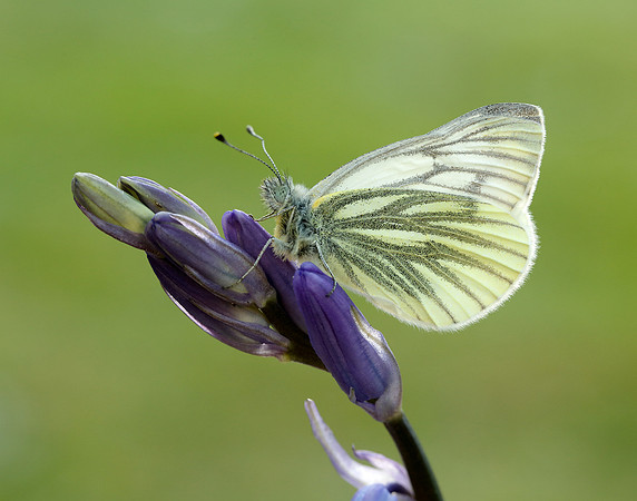Green-veined White Pieris napi