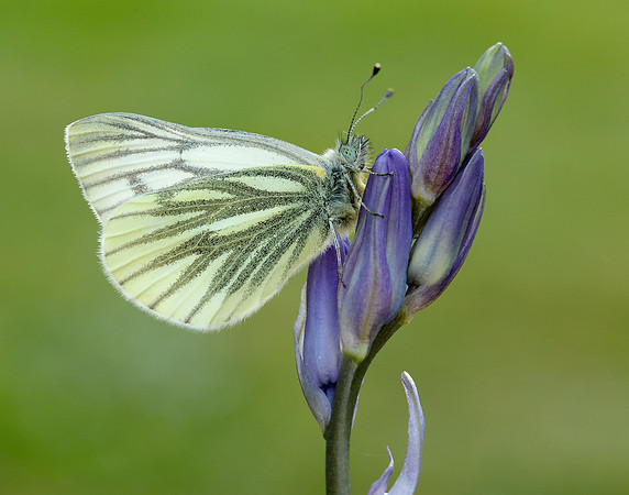 Green-veined White Pieris napi