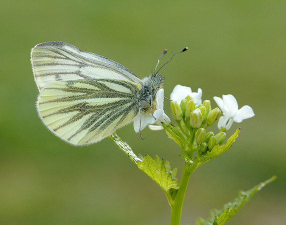 Green-veined White Pieris napi