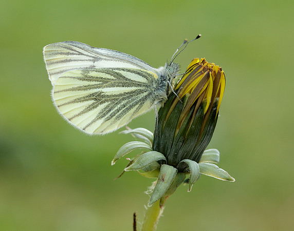 Green-veined White Pieris napi