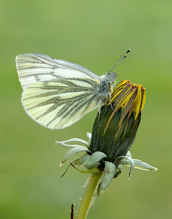 Green-veined White Pieris napi