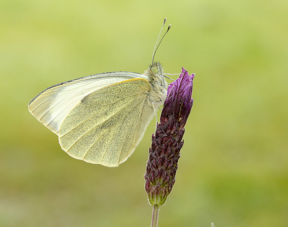 Large White Pieris brassicae
