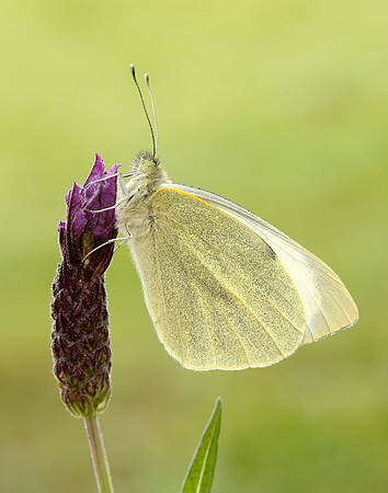 Large White Pieris brassicae