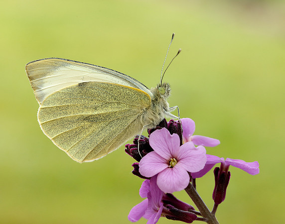 Large White Pieris brassicae