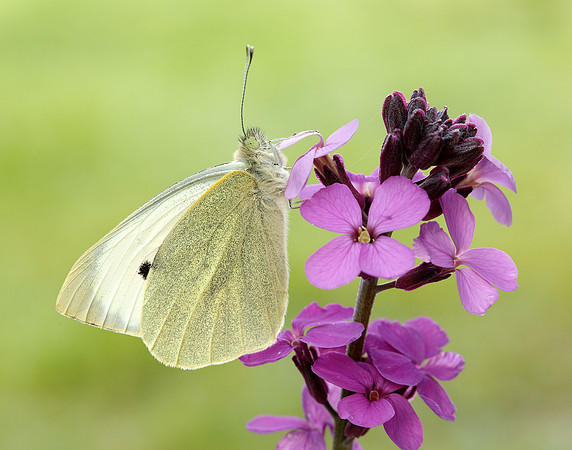Large White Pieris brassicae