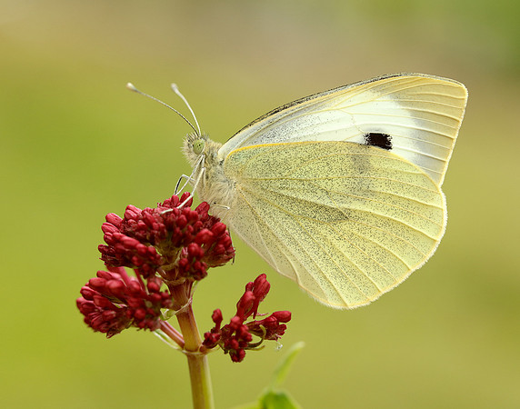 Large White Pieris brassicae