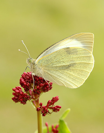 Large White Pieris brassicae