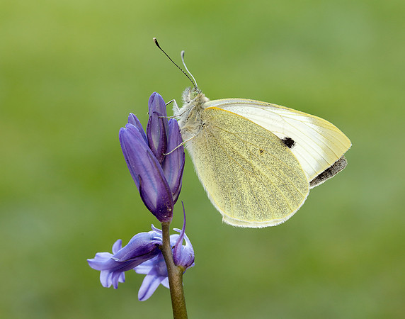 Large White Pieris brassicae