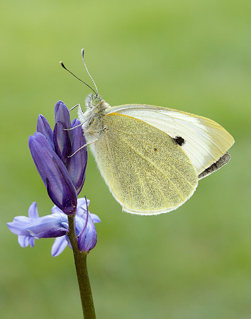 Large White Pieris brassicae