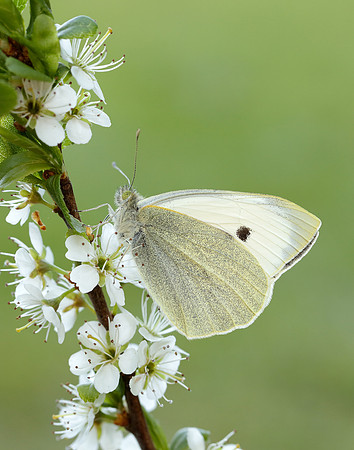 Large White Pieris brassicae