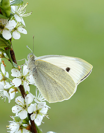 Large White Pieris brassicae