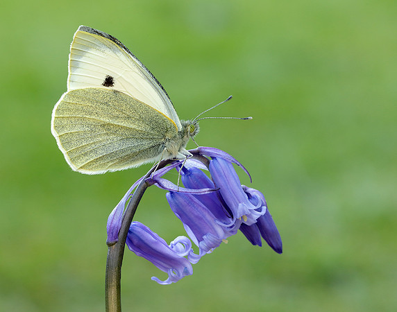 Large White Pieris brassicae