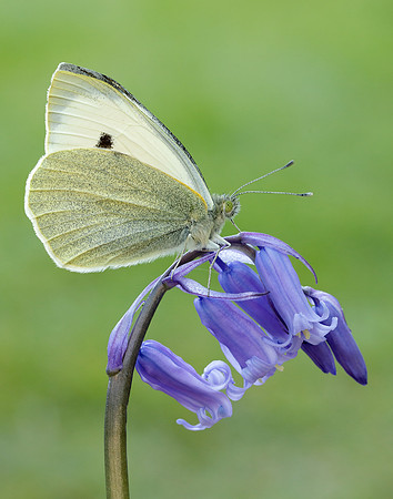 Large White Pieris brassicae
