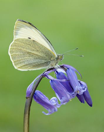 Large White Pieris brassicae