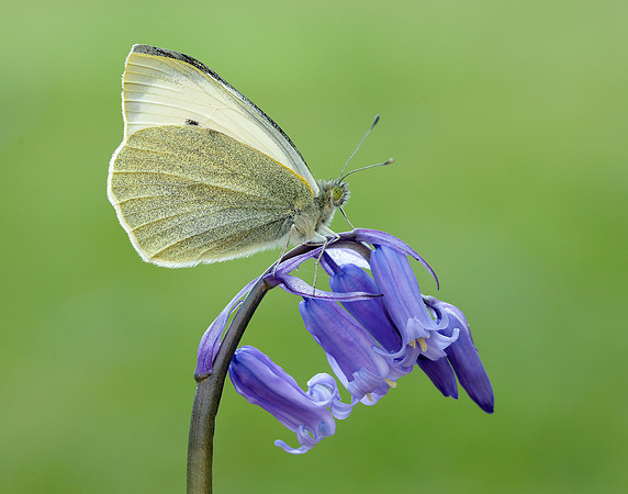 Large White Pieris brassicae