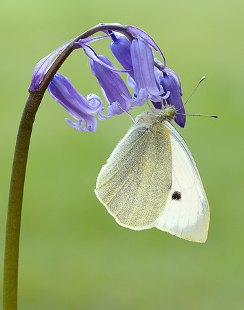 Large White Pieris brassicae