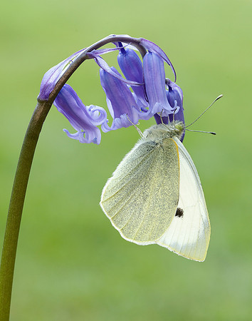 Large White Pieris brassicae