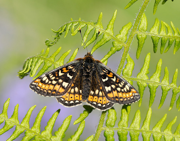 Marsh Fritillary Euphydryas aurinia