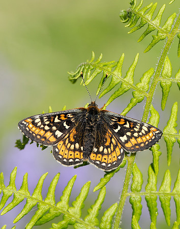 Marsh Fritillary Euphydryas aurinia