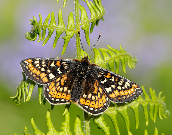 Marsh Fritillary Euphydryas aurinia