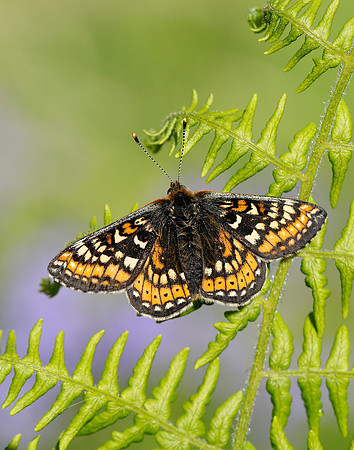 Marsh Fritillary Euphydryas aurinia