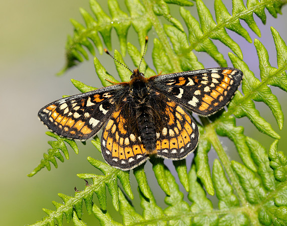 Marsh Fritillary Euphydryas aurinia