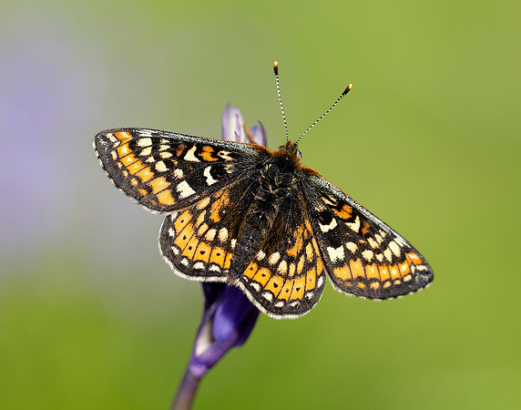 Marsh Fritillary Euphydryas aurinia
