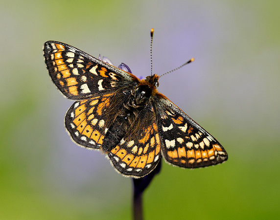Marsh Fritillary Euphydryas aurinia