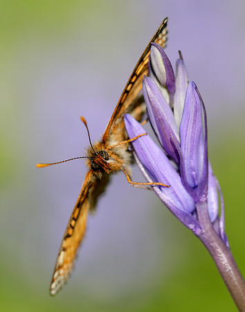 Marsh Fritillary Euphydryas aurinia