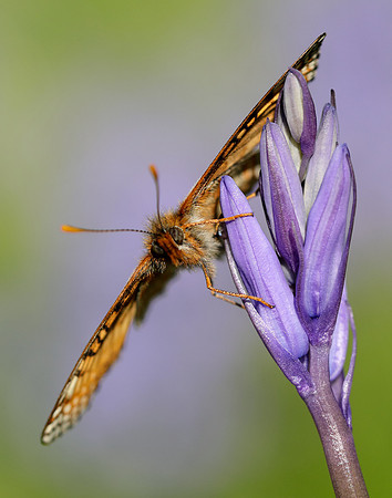 Marsh Fritillary Euphydryas aurinia